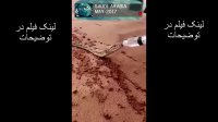 ویدیوی جذاب و کوتاه از اب دادن به مار تشنه در کویر