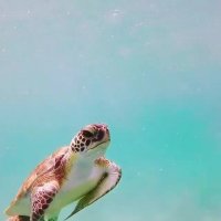 تا حالا کنار یک لاک پشت شنا کردین؟