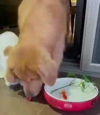 کلیپ زیبا و بامزه از مهربانی حیوانات