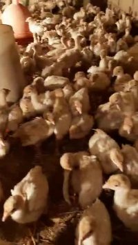 بوقلمون بی یو تی