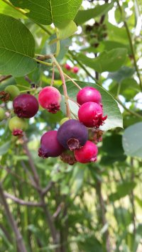 میوه دادن انجیر غول آسا ترکیه در نهالستان ردبازار رشت www.redbazar.ir