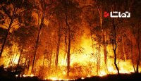 آتش‌سوزی در جنگل‌های استان گلستان