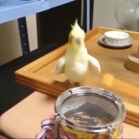 طبل زدن طوطی کاکل سفید