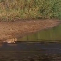 عبور از آب بامزه بچه شیرها