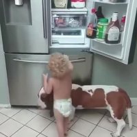 یخچال فرنج هایسنس