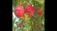 خرید درخت انار 09121270623