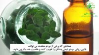 روغن پونه