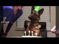 وقتی سگشون 4 ساله میشه!