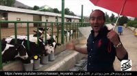 Hasan Reyvandi | حسن ریوندی - شاخ بازی برای گاوها در گاوداری