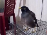 چه قدر خوب صحبت می کنه