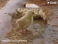 قیمت خرید جوجه یکروزه اجداد تخم گذار