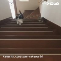 کلیپ خنده دار بچه گربه ها