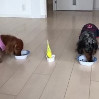 رقابت پرنده کوچولو با سگ ها