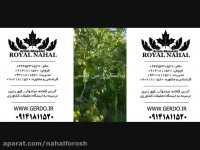 خرید نهال گردو - فروش نهال گردو - قیمت نهال گردو ارزان 09141811520