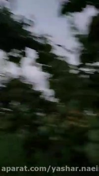 درخت زردآلو