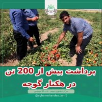 پربارترین رقم گوجه کشور را شما انتخاب کنید