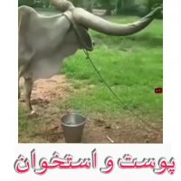 پوست و استخوان