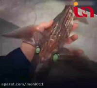 ویدیو کوتاه از هیولاهای زنده اقیانوس