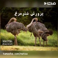 طرح توجیهی پرورش شترمرغ