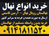 خرید نهال توت - فروش نهال توت 09141811520