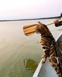 گربه هیجان زده از قایق سواری