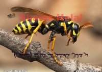 معلومات جالب در مورد زنبور گزیدگی و درمان خانگی