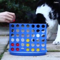 بازی فکری با سگ باهوش