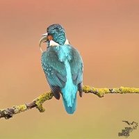 عجایبی از حیات وحش