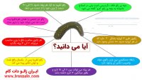 آیا میدانید زالوی طبی؟!