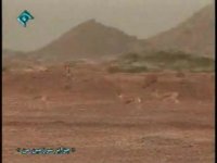 آهوان جزایر خلیج فارس 