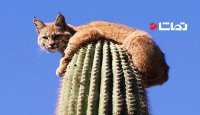 گربه بر روی کاکتوس