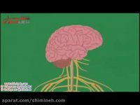 انیمیشن آسیب الکل بر روی مغز