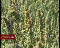 گیاه کینوا(خاویار گیاهی)