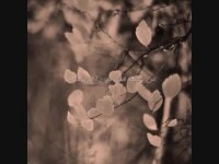 اشک رازیست - احمد شاملو