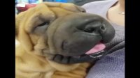 Best Of Cute Shar Pei Puppies - Funny Puppy Videos 2018