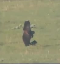 عشق به فرزند در حیات وحش