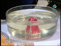 ژله تزریقی ـ گل میخک