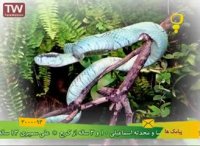 کارتون ماجراهای کوشا ۲- مار درختی- انیمیشن آموزشی برای بچه ها