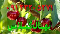 نهال شناسنامه دار گیلاس09123205271