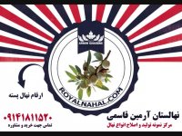 خرید و فروش و اطلاع از قیمت نهال پسته 09141811520