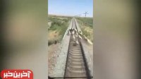 گوسفندان به جای اینکه با بوق برن کنار، هول شدن رفتن زیر قطار !