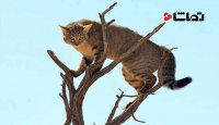 فرار دراماتیک گربه وحشی