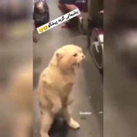 وقتی گربه پیشگو به غلط کردن میوفته