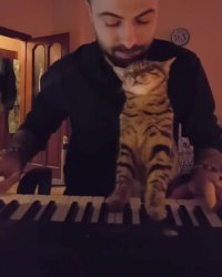 گربه ای که با پیانو آرام می شود