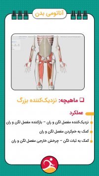آناتومی عضله نزدیک کننده بزرگ ران | ویدئو