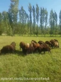 قیمت گوسفند زنده | قیمت گوسفنده زنده