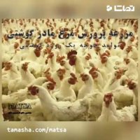 طرح توجیهی مزرعه مرغ مادر گوشتی