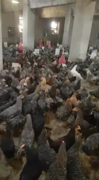 فروش مرغ 4ماه و نیمه بلک استار تخمگذار  09131007689