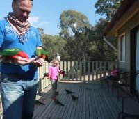 تا حالا این همه طوطی یک جا دیده بودید؟