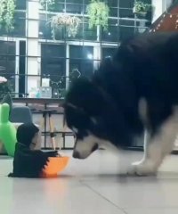 ترسوندن حیوونا با ظرف غذاشون!